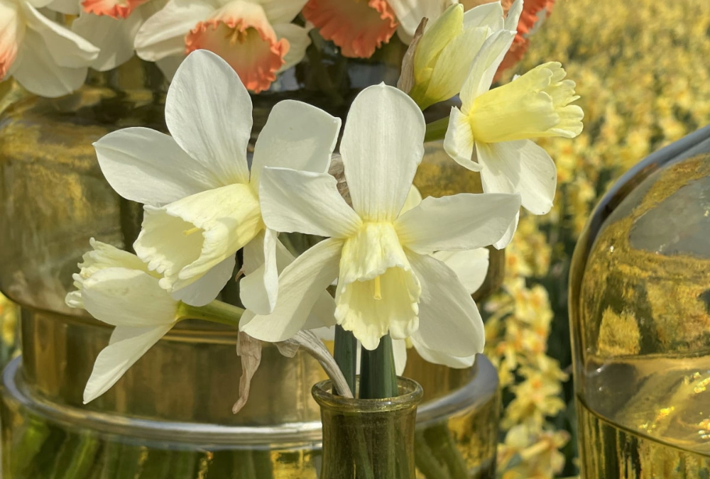 Daffodil vase