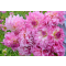 How to store Dahlia tubers through the winter?