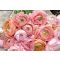 How to plant ranunculus and anemones?