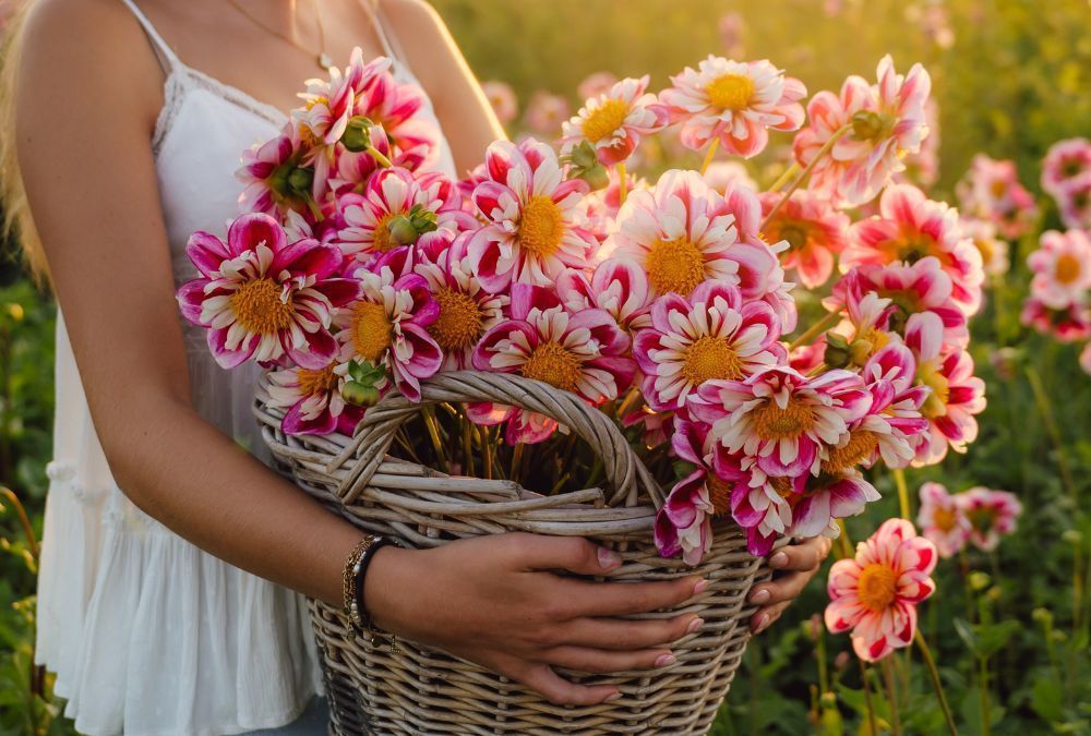 Growing dahlias in pots