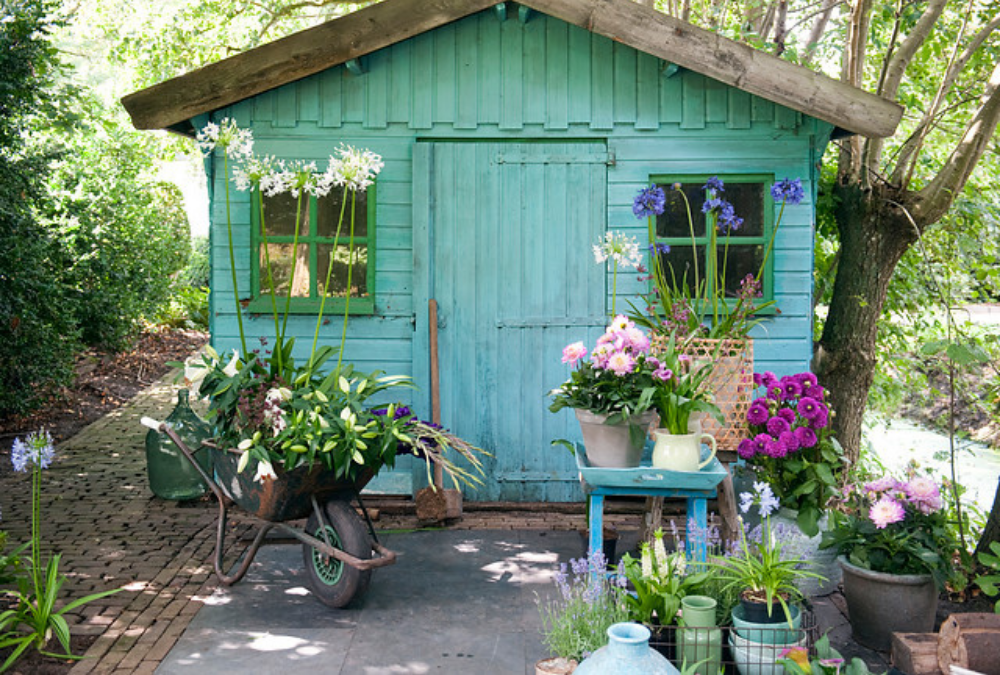 Growing dahlias 
