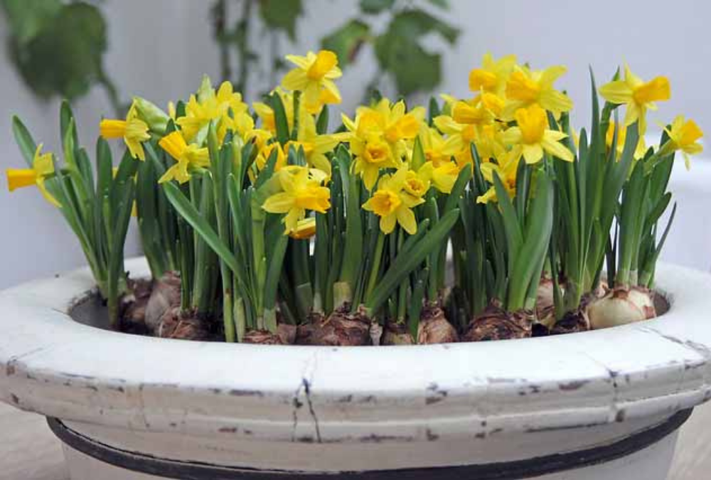 Can I plant bulbs in pots?