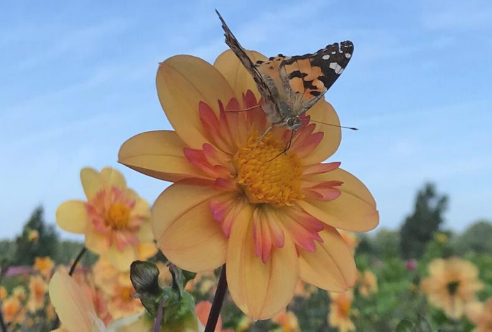 Bee and butterfly garden