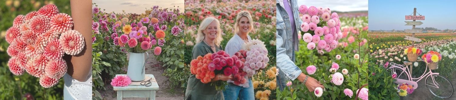 Dahlia tubers Dahlia tubers