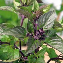 Cinnamon Basil 