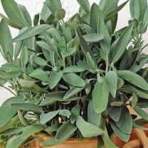 Salie - sage