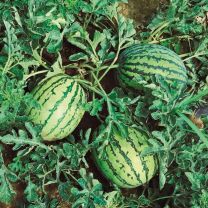 Tigrimini watermelon