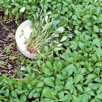 Purslane - Postelein