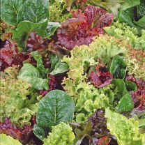 Salad Babyleaf Mixture