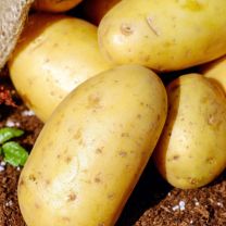 Seed Potato Soltastic