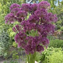Allium Magic
