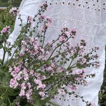Forget-Me-Not Mystic Pink