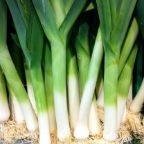 Leek Cherokee
