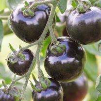 Tomato Indigo Rose