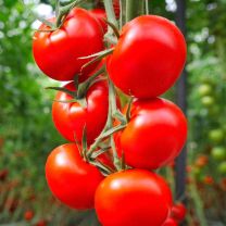 Moneymaker Tomato