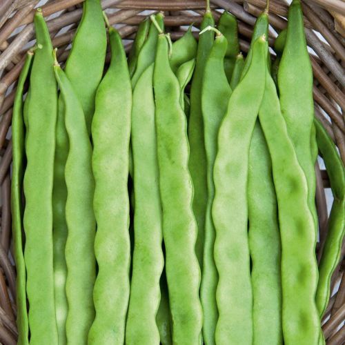 Climbing French Bean Helda