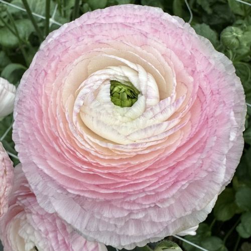 Ranunculus Elegance Striato