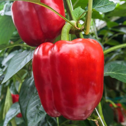 Sweet Pepper Yolo Wonder