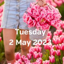 Visit tulip fields 2 May 2023