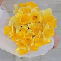 Daffodils Ballade by FAM Flower Farm