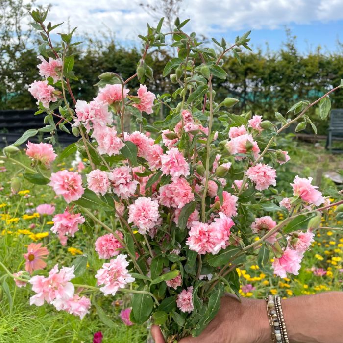 Clarkia () Clarkia