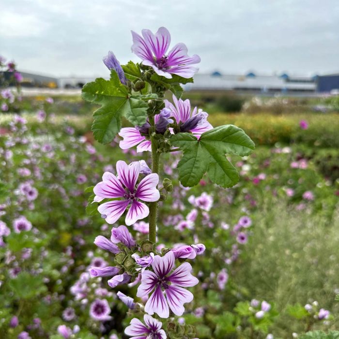 Malva Flower Malva Flower