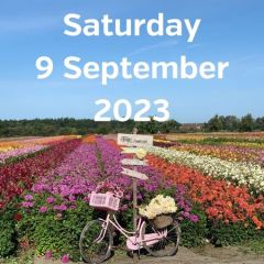 Visit dahlia fields 9 September 2023