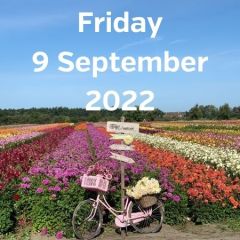 Visit dahlia fields 9 September 2022
