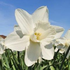 Desdemona