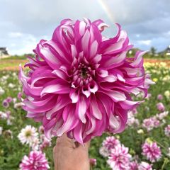 Dahlia Radegast