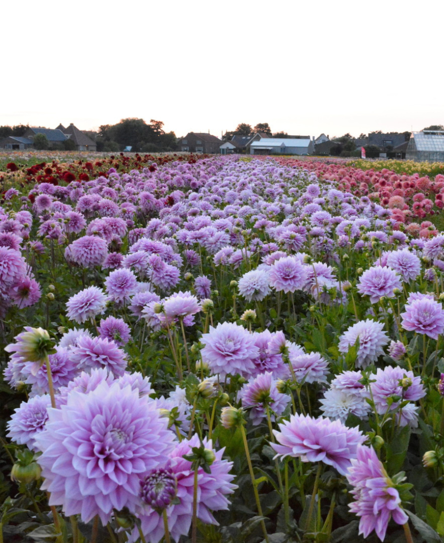 Dahlia tubers purple