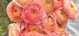 Ranunculus