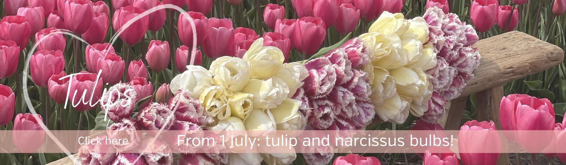 Tulips bulbs from our farm