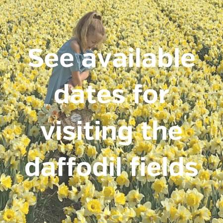 visit daffodil fields